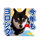 柴犬 黒柴きのこの日常2 コロナ禍篇（個別スタンプ：32）