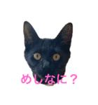 黒猫てんちゃん（個別スタンプ：1）