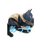 黒猫てんちゃん（個別スタンプ：3）