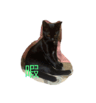 黒猫てんちゃん（個別スタンプ：5）