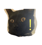 黒猫てんちゃん（個別スタンプ：6）