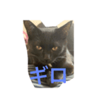 黒猫てんちゃん（個別スタンプ：7）