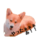 ゴールデンのココとコーギーのサイガ（個別スタンプ：7）