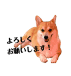 ゴールデンのココとコーギーのサイガ（個別スタンプ：9）