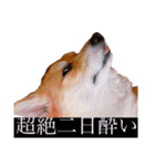 ゴールデンのココとコーギーのサイガ（個別スタンプ：18）