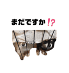 ちーぼう＆くぅ③（個別スタンプ：7）