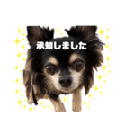ちーぼう＆くぅ③（個別スタンプ：13）