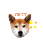 よく使う☆しずくスタンプ（個別スタンプ：1）