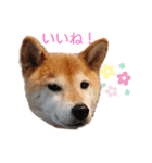 よく使う☆しずくスタンプ（個別スタンプ：2）