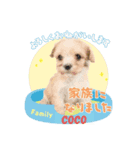 COCOちゃんとKOTETUくん（個別スタンプ：2）