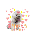 COCOちゃんとKOTETUくん（個別スタンプ：8）