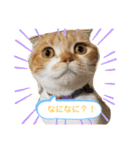 はむちゃんのかわいいすたんぷ（個別スタンプ：1）