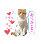 はむちゃんのかわいいすたんぷ（個別スタンプ：4）