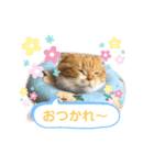 はむちゃんのかわいいすたんぷ（個別スタンプ：6）