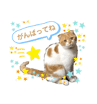 はむちゃんのかわいいすたんぷ（個別スタンプ：7）
