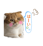 はむちゃんのかわいいすたんぷ（個別スタンプ：8）