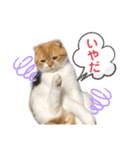 はむちゃんのかわいいすたんぷ（個別スタンプ：10）