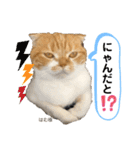 はむちゃんのかわいいすたんぷ（個別スタンプ：12）