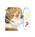 はむちゃんのかわいいすたんぷ（個別スタンプ：13）