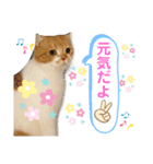はむちゃんのかわいいすたんぷ（個別スタンプ：14）