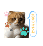 はむちゃんのかわいいすたんぷ（個別スタンプ：15）