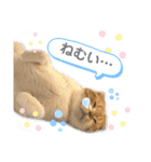 はむちゃんのかわいいすたんぷ（個別スタンプ：16）