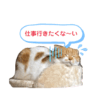 はむちゃんのかわいいすたんぷ（個別スタンプ：17）
