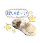 はむちゃんのかわいいすたんぷ（個別スタンプ：19）