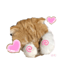 はむちゃんのかわいいすたんぷ（個別スタンプ：20）