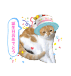 はむちゃんのかわいいすたんぷ（個別スタンプ：21）