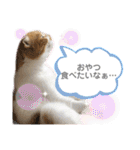 はむちゃんのかわいいすたんぷ（個別スタンプ：24）