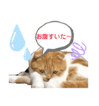 はむちゃんのかわいいすたんぷ（個別スタンプ：25）