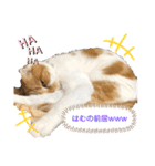 はむちゃんのかわいいすたんぷ（個別スタンプ：28）