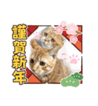 はむちゃんのかわいいすたんぷ（個別スタンプ：30）