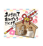はむちゃんのかわいいすたんぷ（個別スタンプ：31）