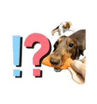 台湾親の日本犬ロイくん（個別スタンプ：2）