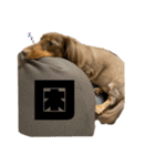 台湾親の日本犬ロイくん（個別スタンプ：3）