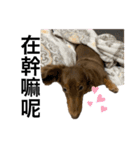 台湾親の日本犬ロイくん（個別スタンプ：4）