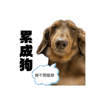 台湾親の日本犬ロイくん（個別スタンプ：5）