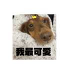 台湾親の日本犬ロイくん（個別スタンプ：7）