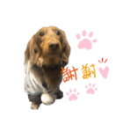 台湾親の日本犬ロイくん（個別スタンプ：8）