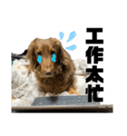 台湾親の日本犬ロイくん（個別スタンプ：9）