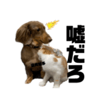 台湾親の日本犬ロイくん（個別スタンプ：10）