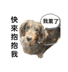 台湾親の日本犬ロイくん（個別スタンプ：13）