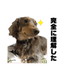 台湾親の日本犬ロイくん（個別スタンプ：14）