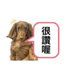 台湾親の日本犬ロイくん（個別スタンプ：16）