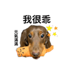 台湾親の日本犬ロイくん（個別スタンプ：20）