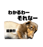 台湾親の日本犬ロイくん（個別スタンプ：22）