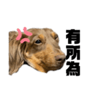 台湾親の日本犬ロイくん（個別スタンプ：24）