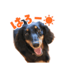 ミニチュアダックス日常スタンプ☆2☆（個別スタンプ：1）